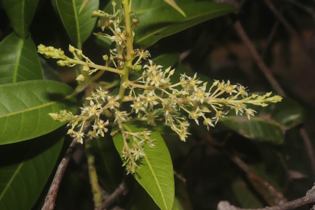 Mangifera indica L.